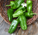Chilipeber 'Padron'