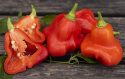 Chilipeber 'Nepalese Bell'