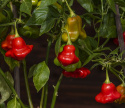 Chilipeber 'Nepalese Bell'