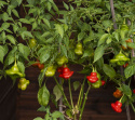 Chilipeber 'Nepalese Bell'
