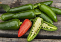 Chilipeber 'Jalapeño M'
