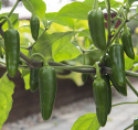 Chilipeber 'Jalapeño M'