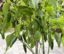 Chilipeber 'Jalapeño M'