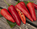 Chilipeber 'Gorria'