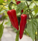 Chilipeber 'Gorria'