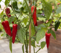 Chilipeber 'Gorria'