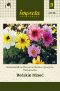 Sommergeorgine 'Redskin Mixed'