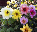 Sommergeorgine 'Redskin Mixed'