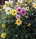 Sommergeorgine 'Redskin Mixed'