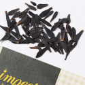 Sommergeorgine 'Redskin Mixed'