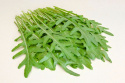 Italiensk Rucola