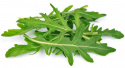 Italiensk Rucola