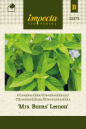 Citronbasilikum 'Mrs. Burns' Lemon'