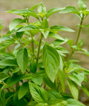 Citronbasilikum 'Mrs. Burns' Lemon'