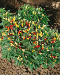 Cayennepeber 'Tabasco'