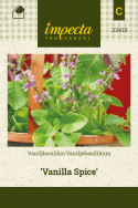 Vaniljebasilikum 'Vanilla Spice'