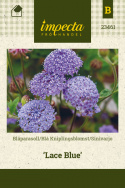 Blå kniplingsblomst 'Lace Blue'