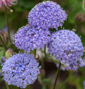 Blå kniplingsblomst 'Lace Blue'