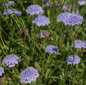 Blå kniplingsblomst 'Lace Blue'