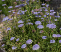 Blå kniplingsblomst 'Lace Blue'