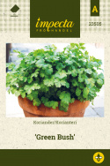 Koriander 'Green Bush'