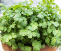 Koriander 'Green Bush'