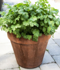 Koriander 'Green Bush'