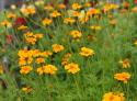 Grøngødning Tagetes 'Ground Control'