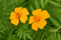 Grøngødning Tagetes 'Ground Control'
