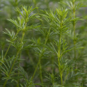 Lakridstagetes 'Dropshot'