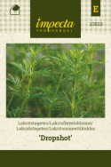Lakridstagetes 'Dropshot'