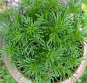 Lakridstagetes 'Dropshot'