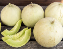 Honningmelon 'Honey Dew'