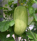 Vandmelon 'Charleston Gray'
