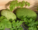 Vandmelon 'Charleston Gray'