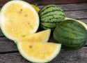 Vandmelon 'Janosik'