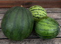 Vandmelon 'Janosik'