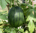 Vandmelon 'Janosik'