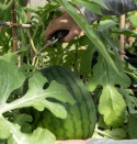 Vandmelon 'Janosik'