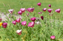 Californisk Guldvalmue 'Purple Gleam'