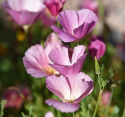 Californisk Guldvalmue 'Purple Gleam'