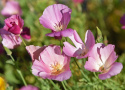 Californisk Guldvalmue 'Purple Gleam'