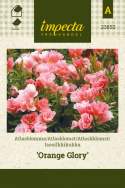 Atlaskblomst 'Orange Glory'