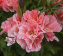 Atlaskblomst 'Orange Glory'