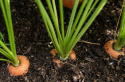 Vintergulerod F1 'Nairobi'