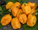 Habaneropeber 'NuMex Suave Orange'