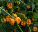 Habaneropeber 'NuMex Suave Orange'