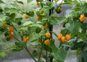Habaneropeber 'NuMex Suave Orange'