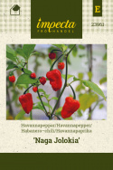 Habanero-chili 'Naga Jolokia'