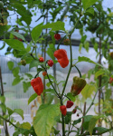 Habanero-chili 'Naga Jolokia'